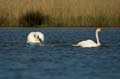 023 Höckerschwäne im Angriff (Cygnus olor)